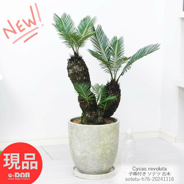 楽天市場】＼ポイント5倍／観葉植物 古木 ソテツ8号鉢 (蘇鉄・そてつ  