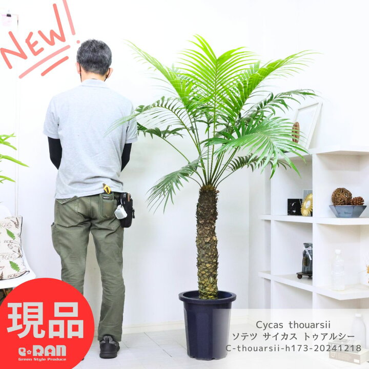楽天市場】＼ポイント2倍／ 超希少種 幹上がり ソテツ サイカス 