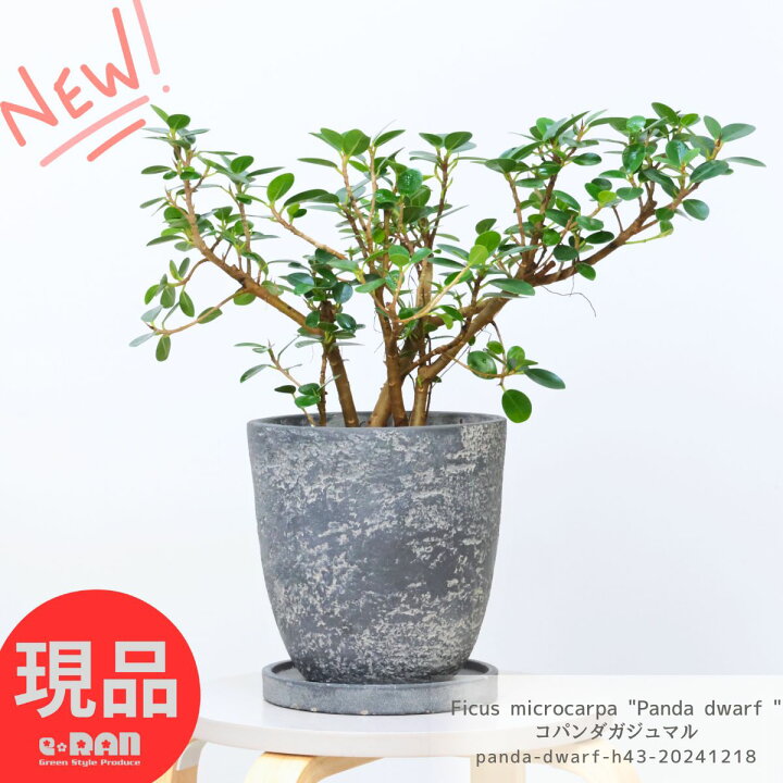 楽天市場】観葉植物 希少種 コパンダガジュマル 高さ約43cm エッグ 