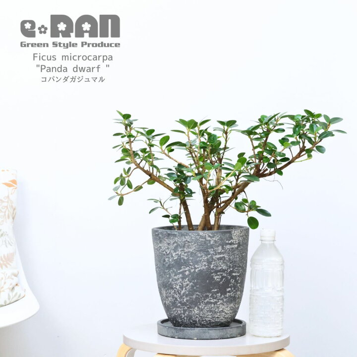 楽天市場】観葉植物 希少種 コパンダガジュマル 高さ約43cm エッグ 