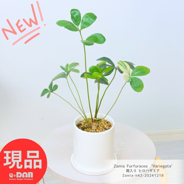 楽天市場】＼ポイント2倍／超希少 斑入り ヒロハザミア 高さ42cm 陶器  