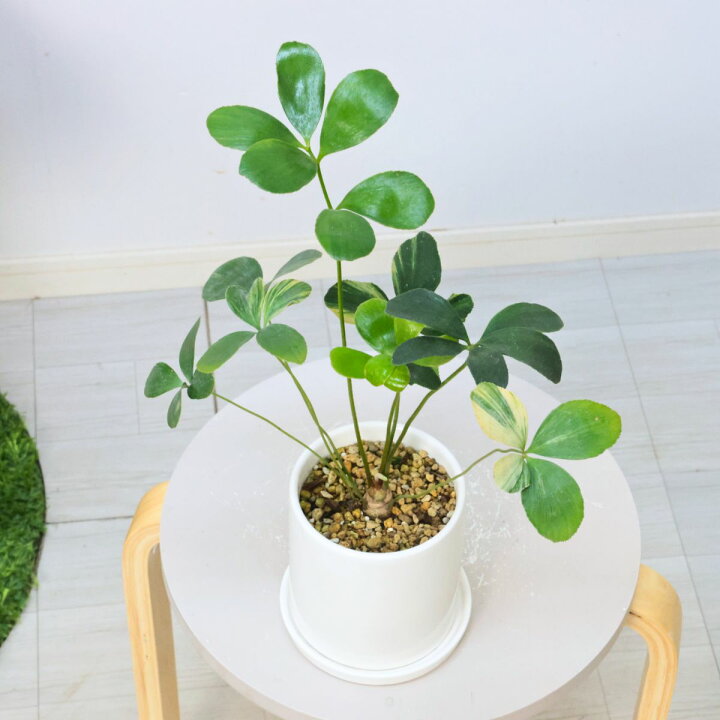 楽天市場】＼ポイント2倍／超希少 斑入り ヒロハザミア 高さ42cm 陶器 