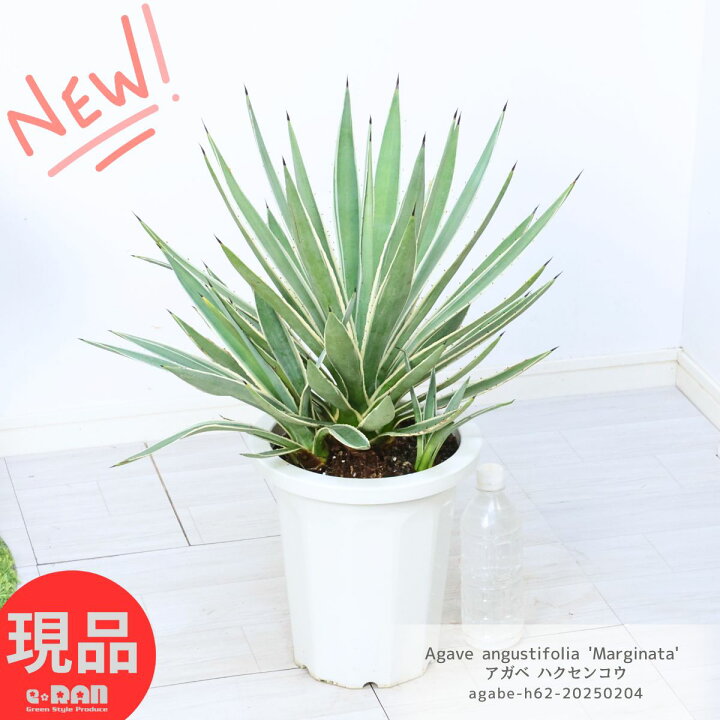 楽天市場】多肉植物 大型 子株付き アガベ ハクセンコウ 高さ約62cm 8 