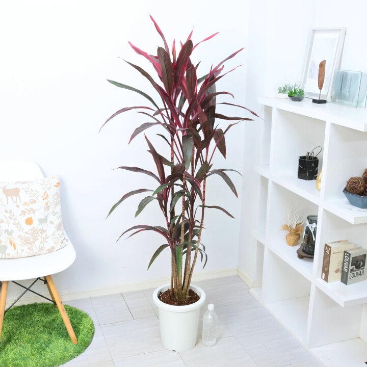 楽天市場】エントリーP10倍！観葉植物 大型 コルジリネ アイチアカ 