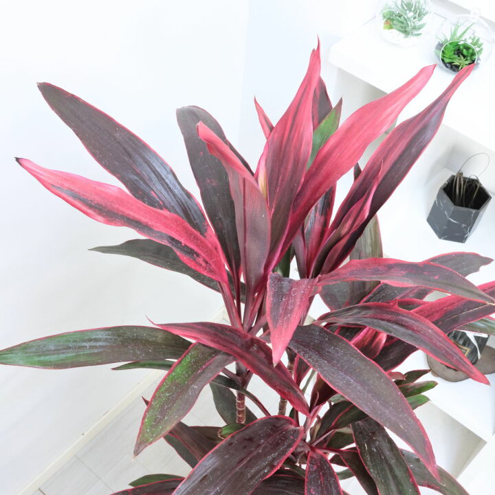 楽天市場】エントリーP10倍！観葉植物 大型 コルジリネ アイチアカ 