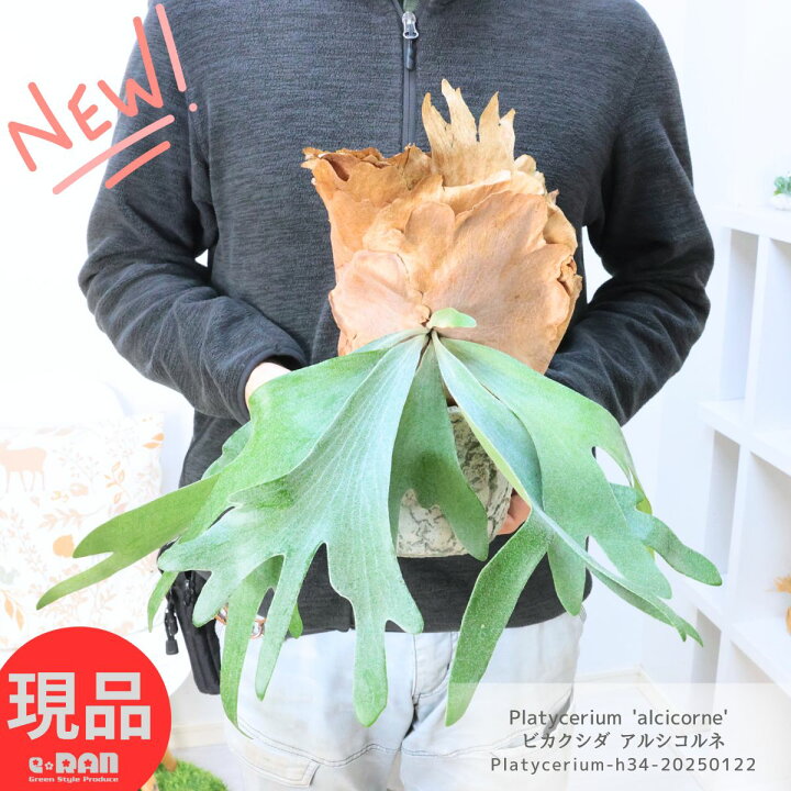 楽天市場】観葉植物 ビカクシダ アルシコルネ (コウモリラン) セメント 