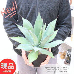 観葉植物 リュウゼツラン 多肉植物の人気商品・通販・価格比較 - 価格.com