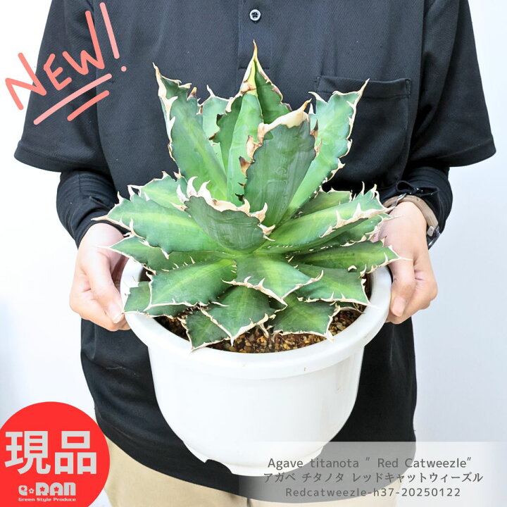 楽天市場】＼ポイント2倍／多肉植物 アガベ 大株 チタノタ レッド 