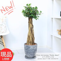 楽天市場】観葉植物 大型 パンダガジュマルの通販