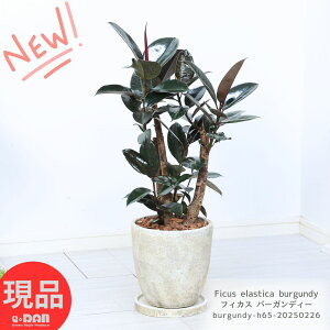 フィカスバーガンディの人気商品・通販・価格比較 - 価格.com 