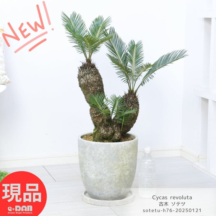 楽天市場】観葉植物 古木 ソテツ8号鉢 高さ約76cm前後 (蘇鉄・そてつ 