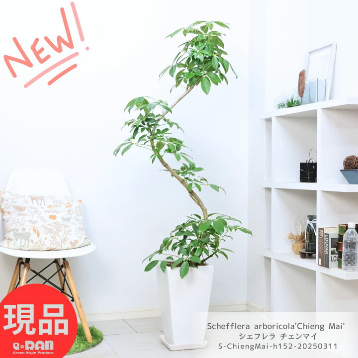 楽天市場】観葉植物 大型 シェフレラ チェンマイ 高さ約152cm 陶器鉢 