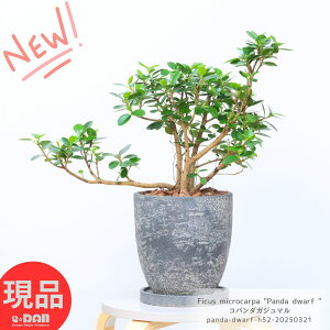 観葉植物 7号 ガジュマルの人気商品・通販・価格比較 - 価格.com