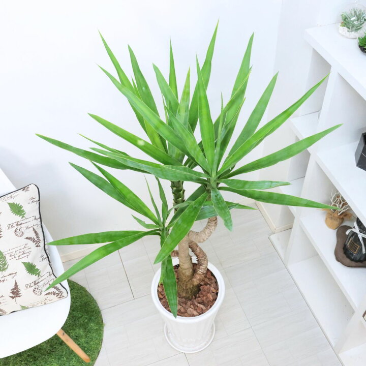 楽天市場】観葉植物 ユッカ エレファンティペス（青年の木） 高さ約 
