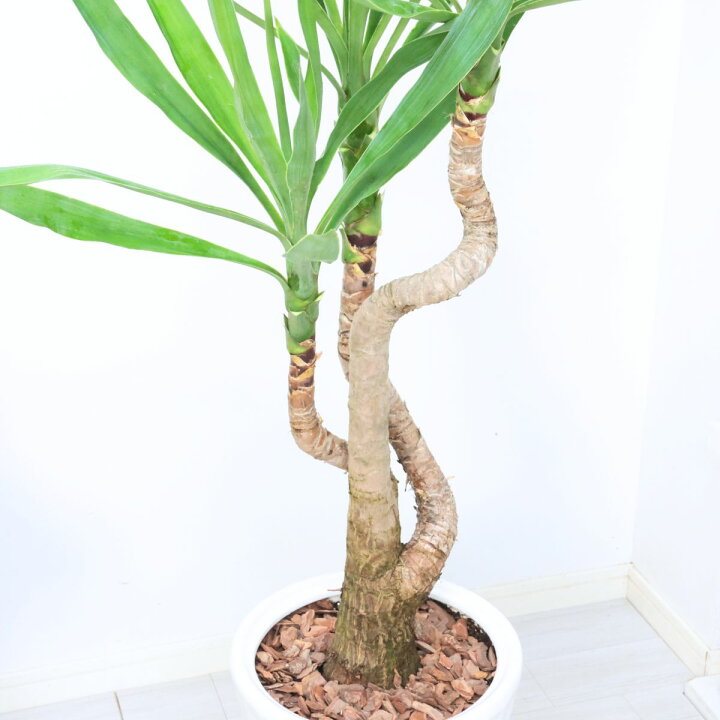 楽天市場】観葉植物 ユッカ エレファンティペス（青年の木） 高さ約 