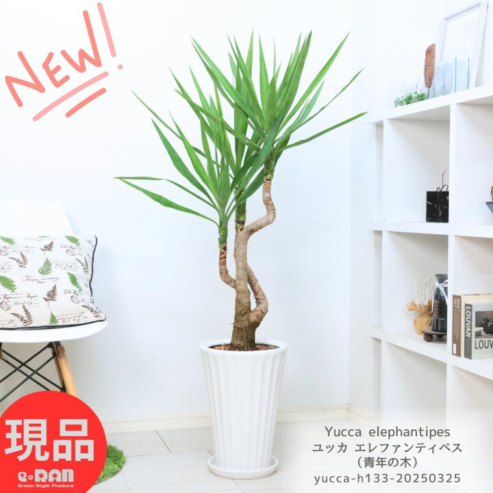 楽天市場】観葉植物 ユッカ エレファンティペス（青年の木） 高さ約 