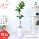 観葉植物 カシワバゴム バンビーノ 高さ約121cm ラウンド陶器鉢 白 曲がり樹形 フィカス リラータ カシワババンビーノ Ficus lyrata 'bambino' バイオリンの木 fiele leaf fig 柏の葉 似ている 陽の木 グリーンインテリア シンボルツリー【現品発送】