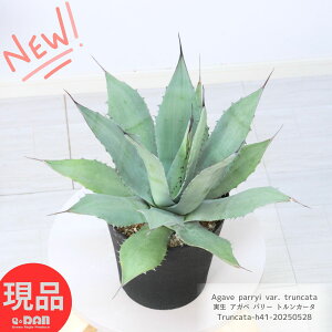 A 󏭎  AKx p[ gJ[^ 41cm 6 Ǘ Mt  gJ[^ hE[c 㗖 Agave parryi var. truncata ϗtA  Mtg  