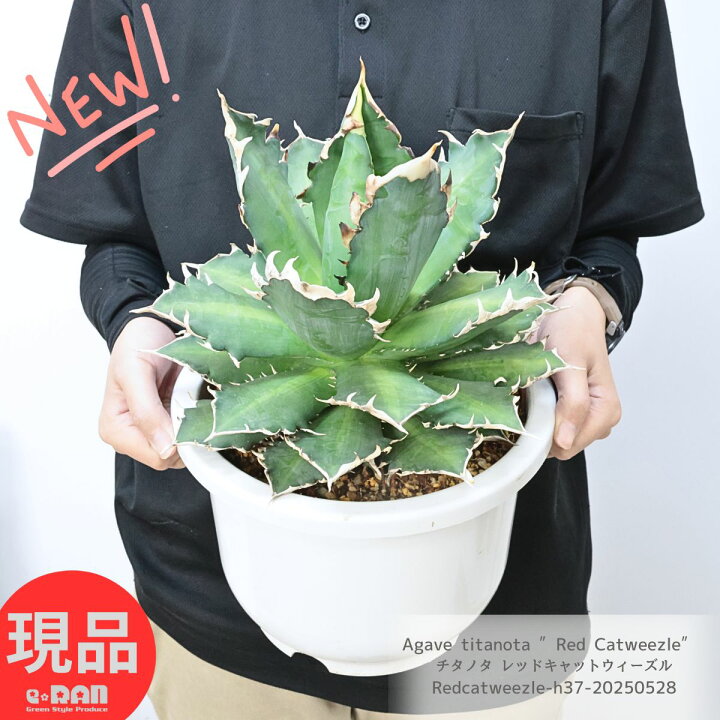 楽天市場】多肉植物 アガベ 大株 チタノタ レッドキャットウィーズル 