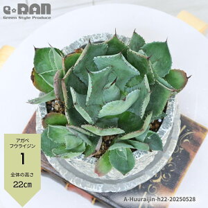 _|Cg2{^yIׂ錻izAKx tECW (_)20`25cm 픫 Zg|bg 4~5TCY A qt    傫 MUMU t |^g