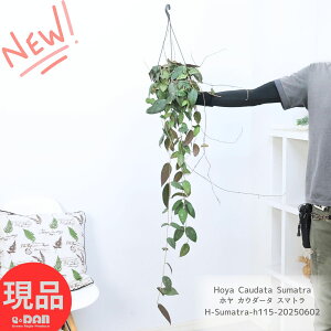 ϗtA z JE_[^ X}g 5݂蔫 115cmO Hoya Caudata Sumatra TN  zCVPAi A nMO ݂邷CeA |锫 ԃCeA A 