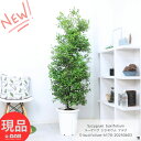 観葉植物 大型 庭木 花芽付き ユーゲニア シジギウム アデク 10号鉢 高さ約170cm ブキシフォリウム アカテツ ナタオレ 赤楠 アヂカ アヂク アディク アドウク ガーデニング 庭木 ベランダ 玄関先 目隠し シンボルツリー 常緑高木 Syzygium buxifolium 希少【現品発送】