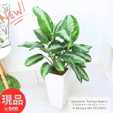 観葉植物 アグラオネマ パタヤビューティー 陶器鉢 高さ約85cm 管理説明書 受皿付き 肥料小袋プレゼント Aglaonema Pattaya Beauty 斑入り 空気清浄効果 仕事運アップ 風水 テーブルグリーン 希少種 トロピカル 幸福 鉢植え【現品発送】