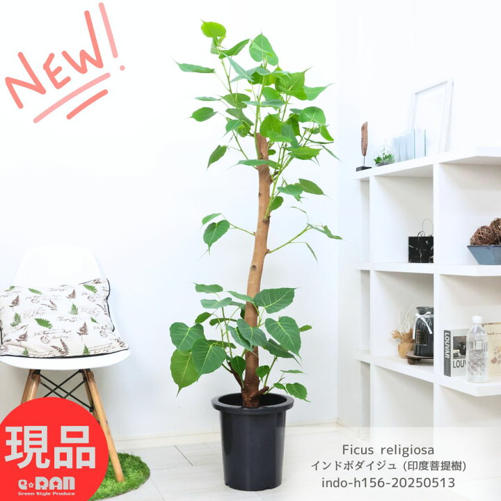 楽天市場】インドボダイジュ (印度菩提樹)9号鉢 高さ156cm 観葉植物 