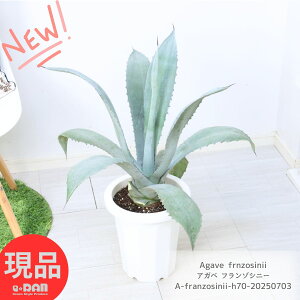 大型 多肉植物 アガベ フランゾシニー 8号鉢 高さ約70cm Agave franzosinii アガベ ビューレリアナ アオノリュウゼツラン アメリカーナに似ている 青の竜舌蘭 センチュリープラント アガヴェ ドラ