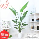 【現品発送】訳あり 観葉植物 大型 ストレリチア オーガスタ 8号鉢 2株仕立 高さ約168cm 管理説明書 受皿付き 肥料小袋プレゼント バショウ科 ストレリチア属 Strelitzia nicolai ニコライ 天国の鳥 パラダイス・オブ・バード・ツリー 瑠璃極楽鳥花 トロピカル 大きな葉