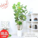 観葉植物 大型 シーグレープ(ココロバ) 10号鉢 白 高さ約176cm 自然樹形 丸い形の葉 おすすめ 浜辺ぶどう コッコロバ 曲がり樹形 風水 ハマベブドウ（浜辺葡萄）Coccoloba Uvifera 心葉【現品発送】