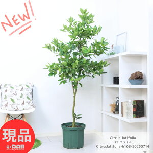 ʎ ^ R̎t ^q`C 10 168cm ʕ A ϗtA K[f DIY K[fjO C ~J  ƌ ̐TCY k  ʎ ƐC Lb`n