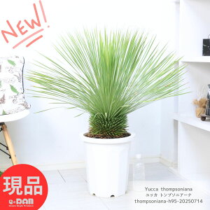    bJ gv\jA[i 10 95cm  ϗtA ^ ϊ gv\jA Yucca thompsoniana A nA ̗thCK[f ][g V{c[ hC