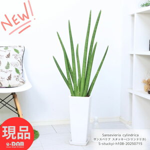 _N[|&|Cg^ϗtA ɑ TXxA X^bL[(VhJ) 2d 108cmO 픫  Mt 7TCY LhJ cc`gZ {[_ TZx