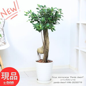ϗtA 󏭎 Rp_KW} Cd ږ 96cm 8 K̖ ɑ p_KW} h[t ܂ ␫  }oKW} LWi[  j Vz