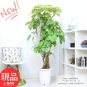 存在感抜群大型 ウンベラータ 高さ約168cm 幅約90cm 10号鉢 幹太 観葉植物 フィカス 人気 インテリアグリーン おしゃれ 結婚祝い 記念日 ゴム婚式 人気 お祝い 新築祝い 贈り物 風水 鉢植え 厳選 育て易い Ficus umbellata ハート形 大きな葉 永久の幸せ【現品発送】