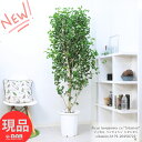 観葉植物 大型 フィカス ベンジャミン シタシオン 10号鉢 高さ約179cm ベンジャミナ カール Ficus benjamina ゴムの木 ギフト お祝い 室内 植木鉢 結婚記念日 開店祝い 御祝い 希少【現品発送】