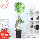 観葉植物 大型 幹上がりモンステラ デリキオーサ 10号鉢 高さ約147cm 風水 金運アップ 開店祝い 移転祝い 結婚祝い 湧き出る水 デリシオーサ デリキオサ Monstera deliciosa 鳳来蕉 ホウライショウ属 穴の開いた葉 大きな葉 南国 【現品発送】