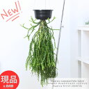 観葉植物 吊るす フペルジア ヌンムラリフォリア ハイブリッド 6号吊り鉢 黒 Huperzia 'nummulariifolia hybrid' リコポディウム フレグマリウルス 小さい植物 小葉 平べったい楕円形の葉 おしゃれ 空間インテリア インドアプランツ シダの仲間 着生シダ【現品発送】