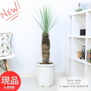   bJ M_ 12 122cm Y ϗtA ^ ϊ Yucca rigida A nA E[c u[bJ Vo[[t K[fjO hCK[f ][g