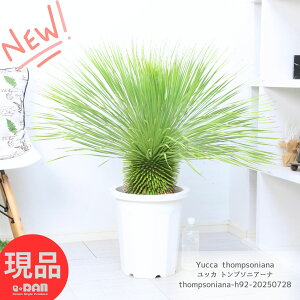    bJ gv\jA[i 10 92cm  ϗtA ^ ϊ gv\jA Yucca thompsoniana A nA ̗thCK[f ][g V{c[ hC