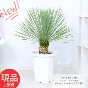  bJ Xg[^ 10 83cm ϗtA ^ ϊ Yucca rostrata rbOxh A nA K[fjO hCK[f ][g V{c[ hCK[f jO y