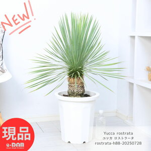  bJ Xg[^ 10 88cm ϗtA ^ ϊ Yucca rostrata rbOxh A nA K[fjO hCK[f ][g V{c[ hCK[f jO y