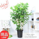 厳選優良個体 花芽付き コーヒーの木 高さ約158cm 10号鉢 実付の良い アラビカ種 管理説明書 受皿付 観葉植物 花 肥料小袋プレゼント Coffea arabica 耐陰性 室内 アラビカ 大型 コーヒー豆 コーヒーチェリー 実 収穫【現品発送】