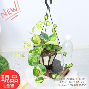 ϗtA nCubh z I[XgX T 5݂蔫 Hoya Australis 'Lisa' TN  A nMO ݂邷CeA |锫 ԃCeA A    