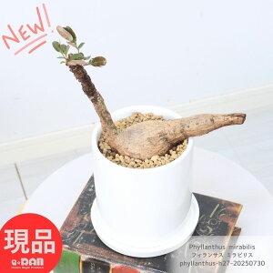 ϗtA tBTX ~rX 27cm 픫 4TCY Mt 엿܃v[g Ǘ  ACTX 򍪐A R[fbNX vc Caudex  Phyllanthus mirabilis t