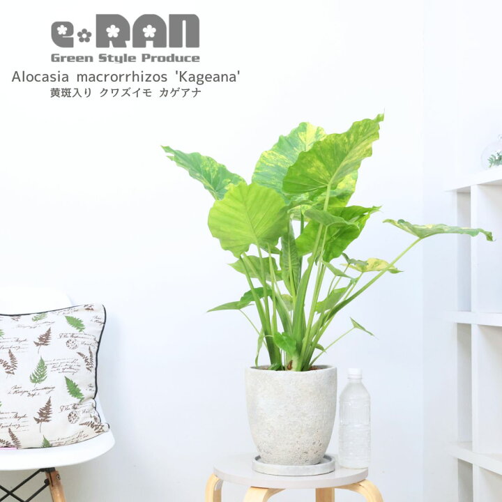 楽天市場】観葉植物 子株付き 黄斑入り クワズイモ カゲアナ 高さ約 