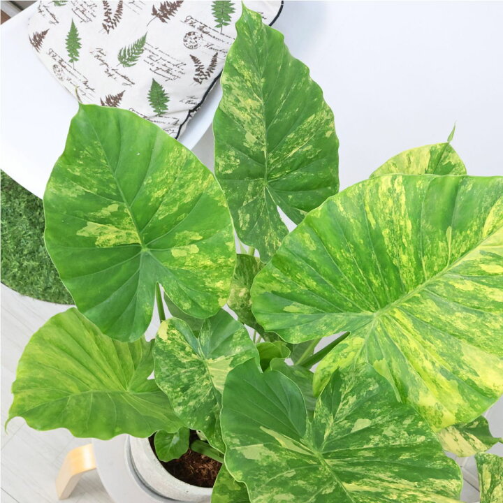 楽天市場】観葉植物 子株付き 黄斑入り クワズイモ カゲアナ 高さ約 