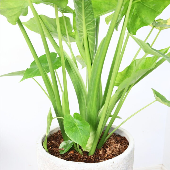 楽天市場】観葉植物 子株付き 黄斑入り クワズイモ カゲアナ 高さ約 