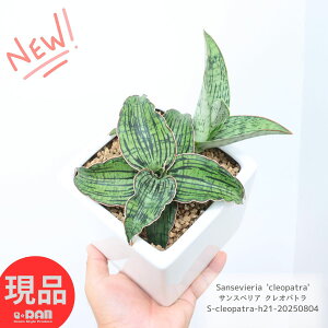 󏭎 qt TXxA NIpg 21cm L[uzCg픫 4TCY A Mt 엿܃v[g  K[f DIY ϗtA C  Â炵 